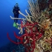 sponge_rope_sh_jar_v_0047_cub2305.jpg